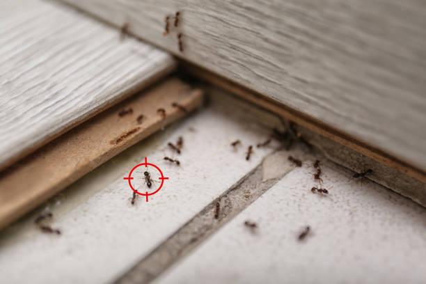 Best Exterminator Services  in Fairburn, GA
