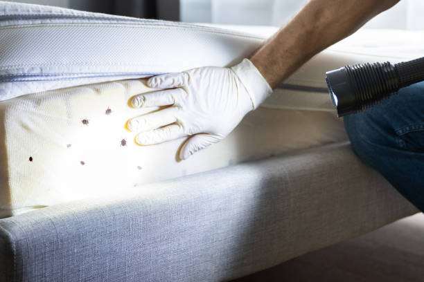 Best Wasp Removal Services  in Fairburn, GA